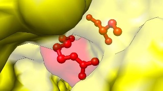 发现违反直觉的物理特性在生物体中广泛存在