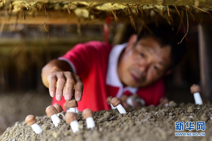 贵州丹寨:大棚菌喜获丰收
