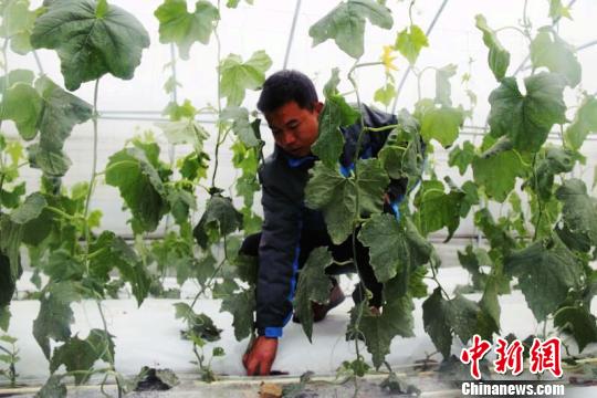 贵州精准扶贫扶出“农业工人”