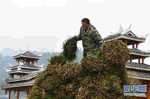 贵州剑河：钩藤中药材市场购销两旺