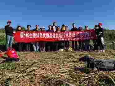 贵州海拔1700米的生姜产区田间测产丰收