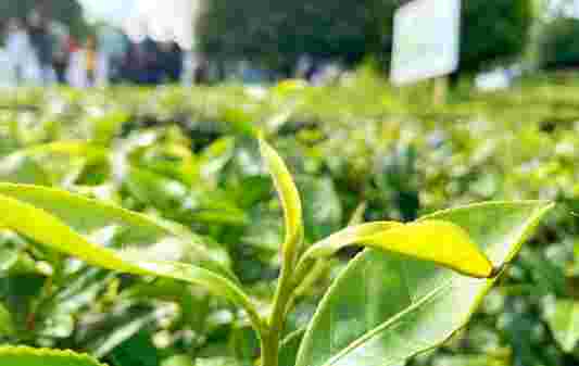 禁用黄蓝粘虫板根植生态和谐 贵州茶园绿色防控进入2.0