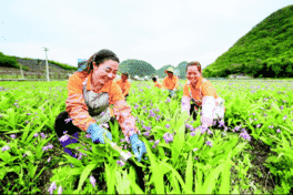 贵州:把生态优势转化成健康医药产业发展优势