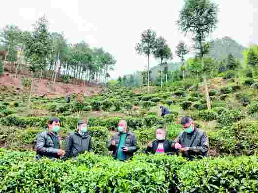 黔南多措并举保障茶企高质量复工复产