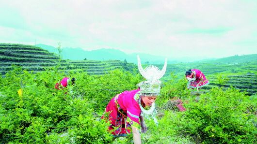 贵州全力推进“刺梨产业”高质量发展