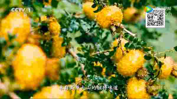 央视广告精准扶贫“落地”四年 贵州生态“尖货”叫响市场