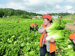 乌蒙“三白”东南飞 ——威宁大白菜、白萝卜、莲花白出口东南亚直击