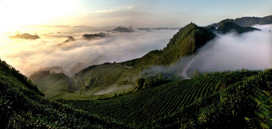 贵山贵水中,藏着世界茶叶的“鼻祖”