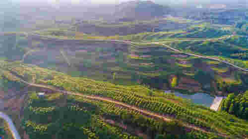 河南南召:中药材种植成为山区群众“致富宝”