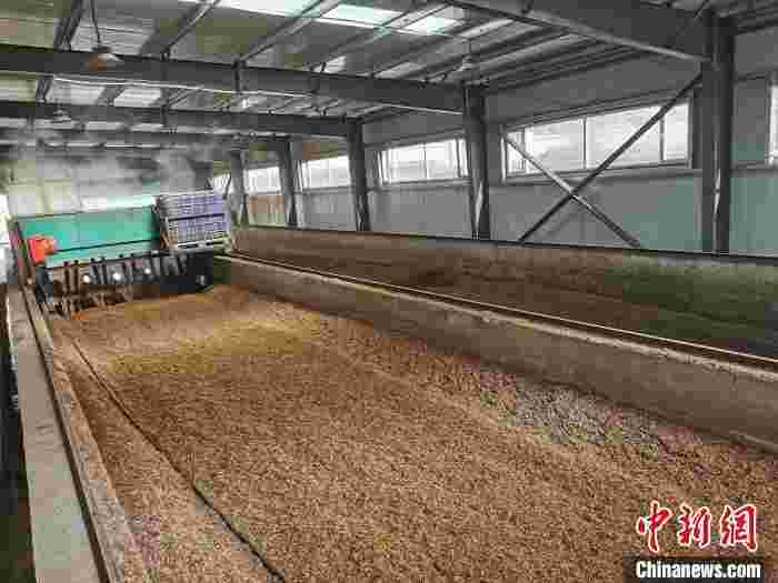 山西太原绿化废弃物再利用探索 “废料”变“肥料”反哺土壤