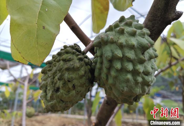 福建永定:光伏发电点亮减贫路
