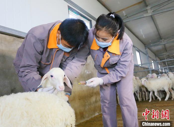 甘肃环县大学生的“羊谋”:科技饲喂 直播解惑