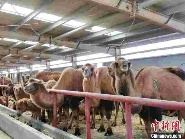新疆柯坪:骆驼产业敲开农户“致富门”