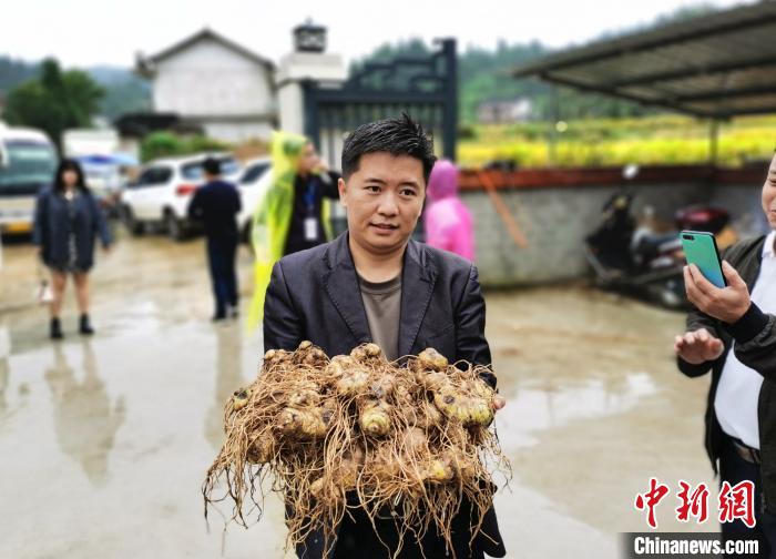 小黄精变成大产业 助力湖南新化脱贫攻坚
