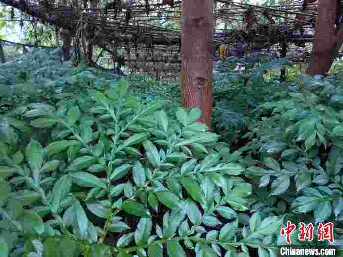 湖南会同大力推动魔芋种植 产业兴旺促精准脱贫