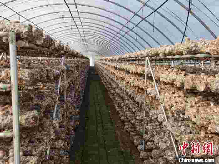 吕梁山菇“出海记”:菇农走向小康路