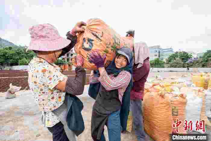 广西八角品质出众 产品远销东南亚和欧盟