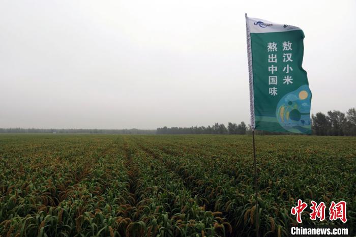 中国小米传承8000年 专家学者相聚敖汉研讨做大做强