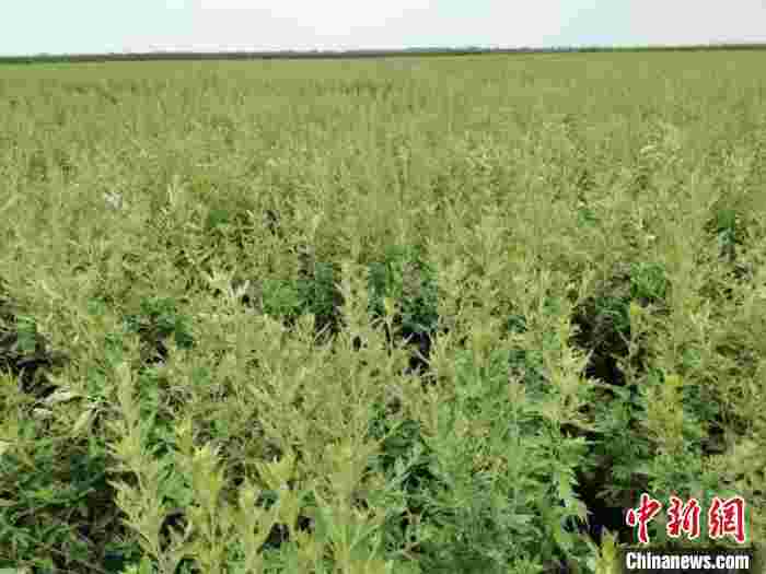 湖北襄阳:“小艾草”成村民脱贫致富的“黄金叶”