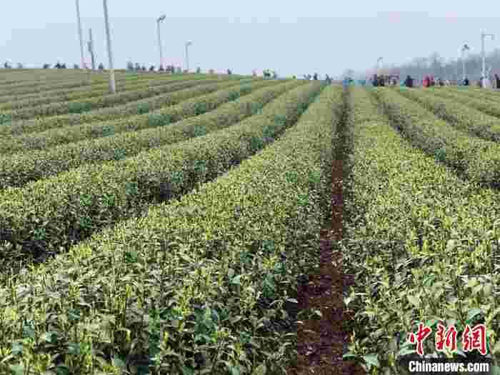 疫情不减缕缕茶香出海 嵊州外贸茶企“有喜亦有忧”