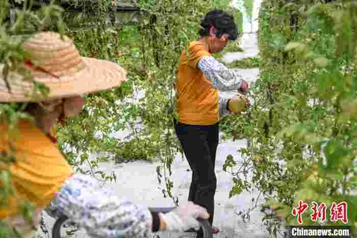 广州侨乡小镇的致富“密码”:盆栽销海外 空中瓜果香
