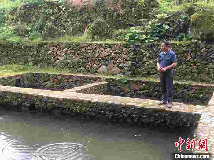 浙江大学改良百年清水鱼饲养模式 以中药饲鱼助乡村振兴