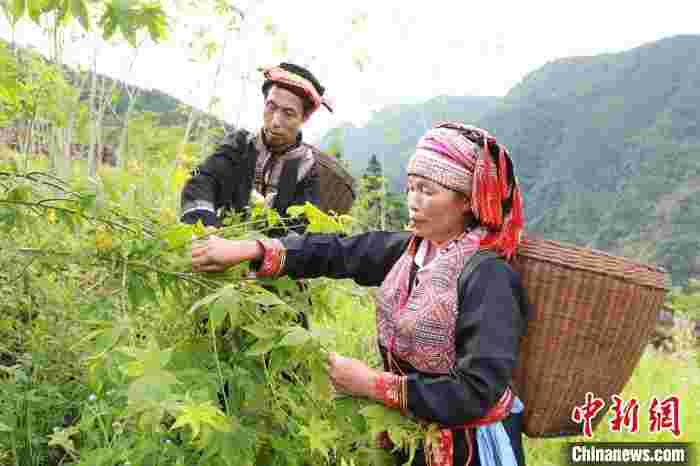 广西平乐县大发瑶族乡民众种植甜茶叶增收致富
