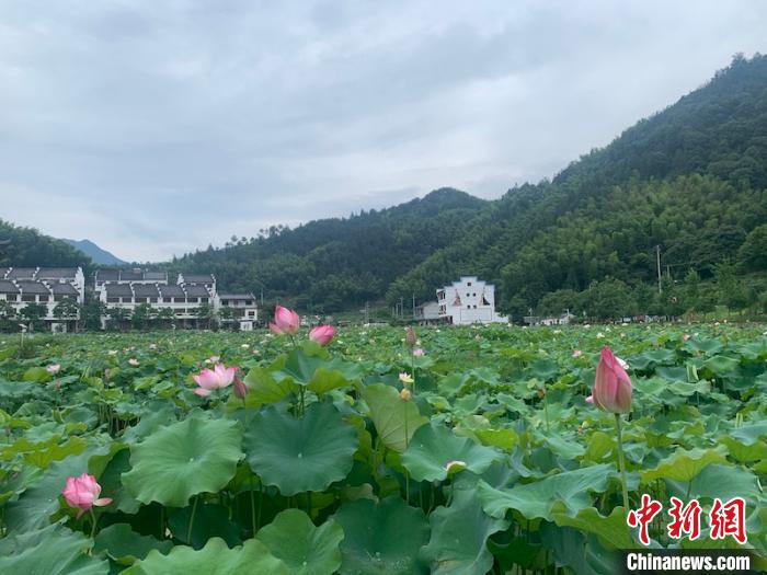 浙西南贫困畲寨的蝶变：念好“山水经” 照亮小康路