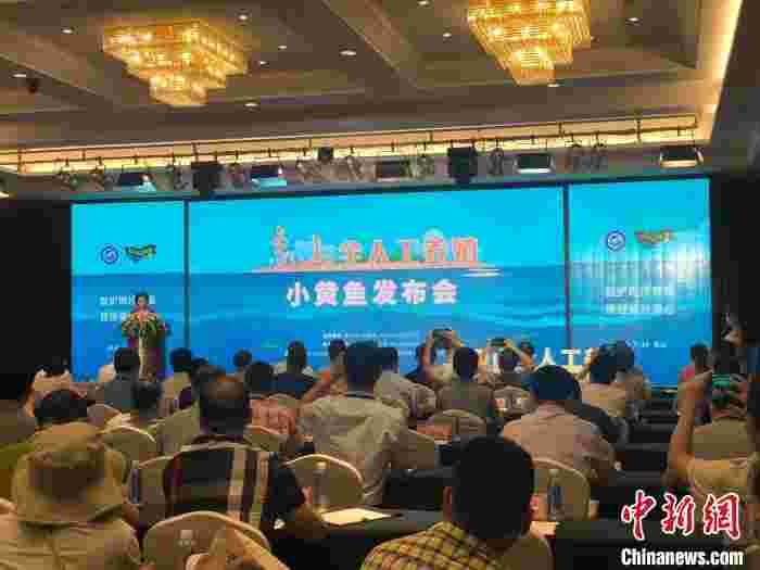 七年技术攻关 中国小黄鱼实现大规模全人工养殖