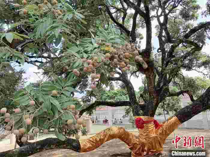 广东高州市龙眼文化节启动 母树鲜果拍得68万元