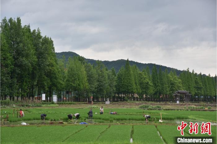 “两山”转化看浙江龙泉路径:山水林田间觅美好生活
