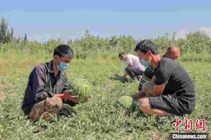 新疆阿瓦提县黄瓤西瓜上市 种植户因瓜得实惠