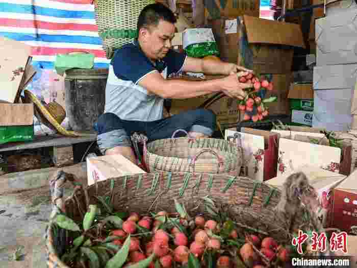 黄阁麒麟荔枝文化直播节在穗举行 助荔农增收