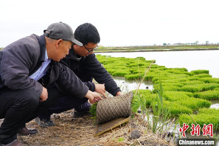 吉林省农科院“百里挑一”水稻品种在镇赉推广种植