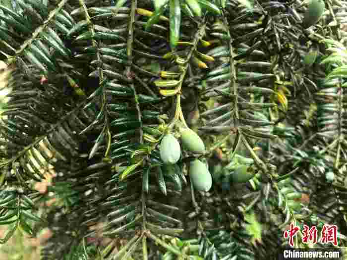 山海协作“遂昌故事”:剪不断兄弟情 横跨山海同心发展