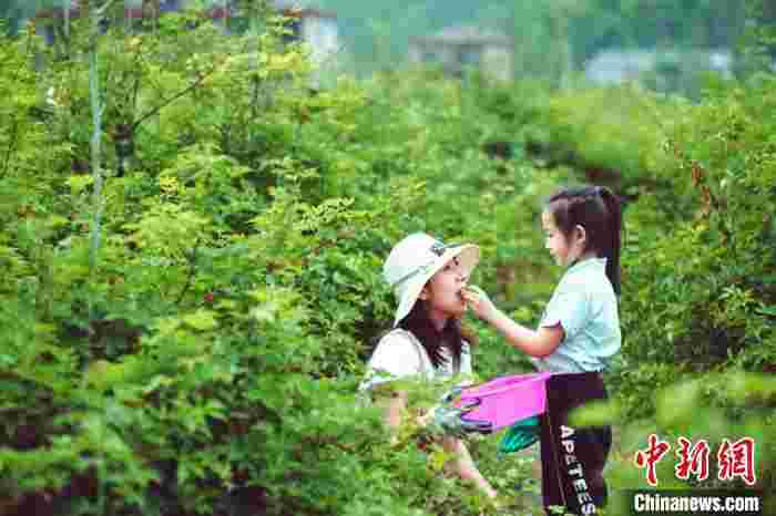 浙江黄岩覆盆子采摘正当时:“重现”童年乐趣