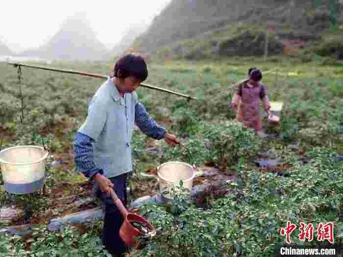 广西台企种植基地被列为国家农业标准化示范区