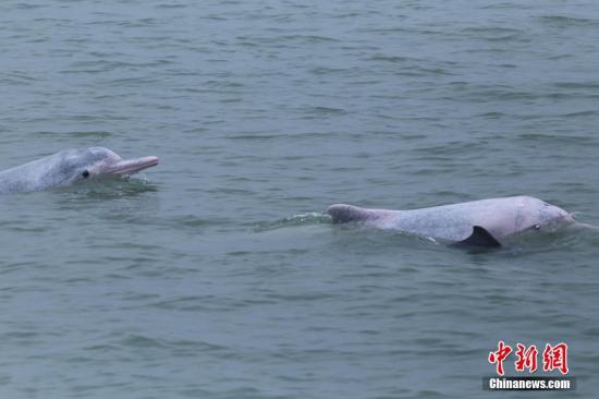 “海上大熊猫”处境堪忧 活动区域与人类高度重合