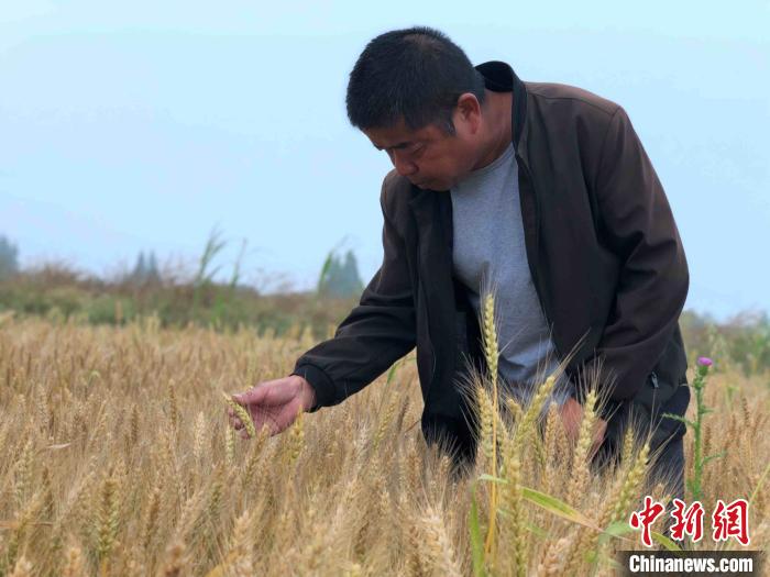 洞庭湖湖区荒地土丘长出“金麦穗”