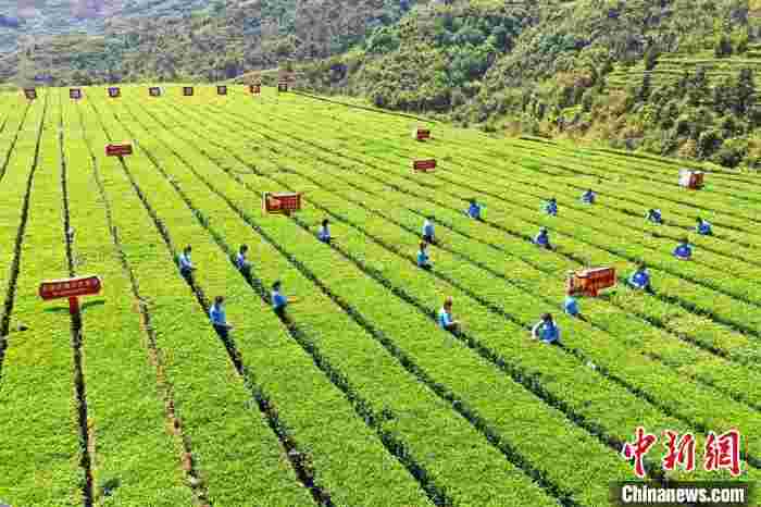 “铁观音之乡”福建安溪举办开茶节:敬茶祖 祈茶福