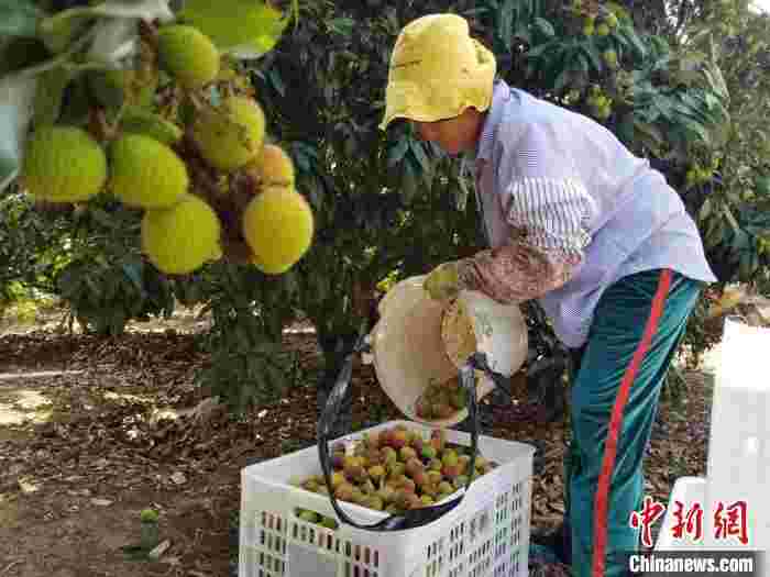 海南妃子笑荔枝“抢鲜”上市 县长线上直播带货