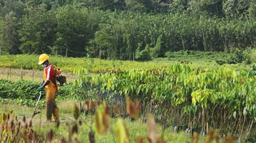 【“一带一路”农业行】老牌国企为老挝橡胶产业带来新生机