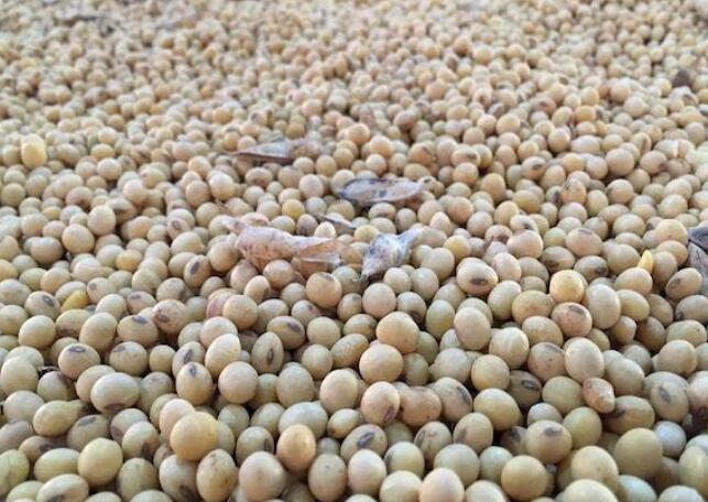 印度允许通过另外三个港口进口转基因豆粕