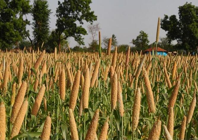 印度农业和加工食品出口发展局与ICAR-IIMR签署谅解备忘录 以促进小米出口